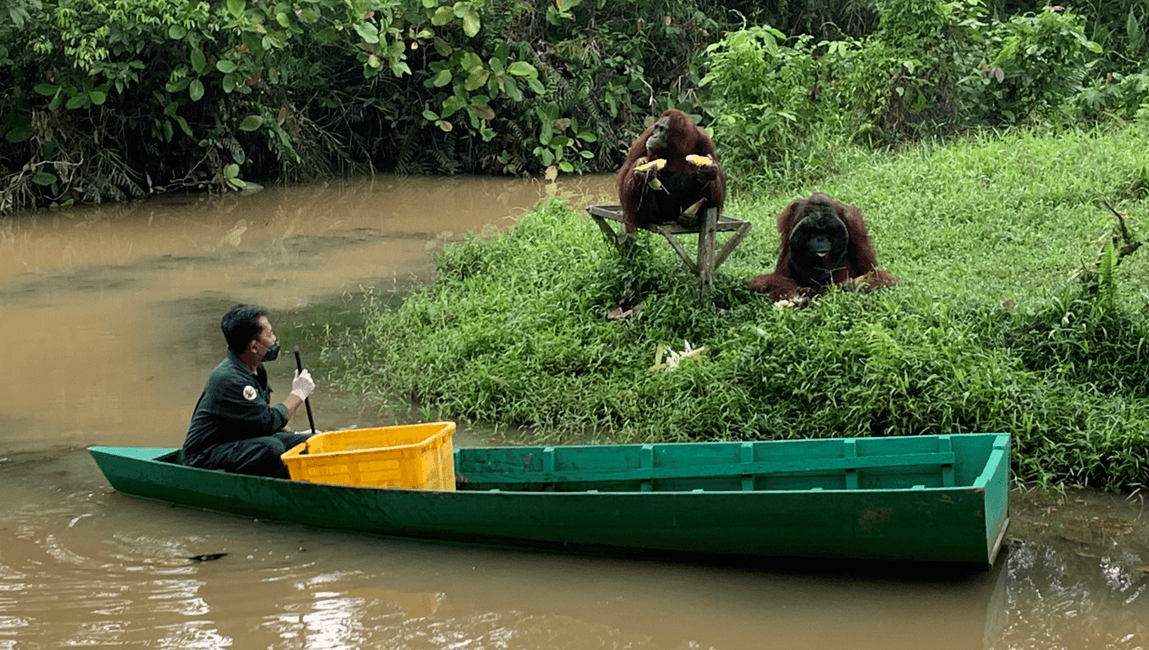Nicht auswilderbare Orang-Utans auf der Schutzinsel