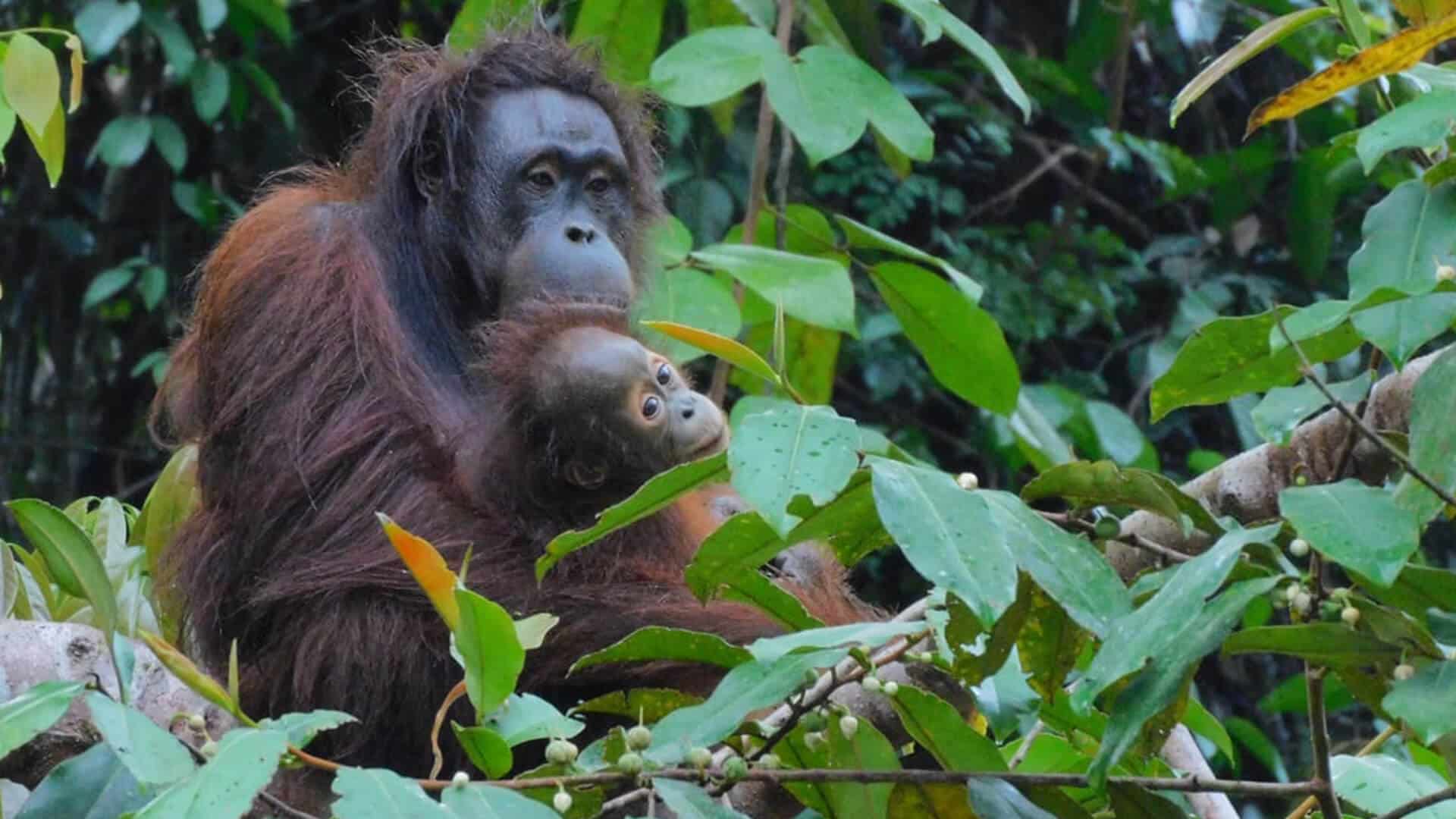 Orang-Utan-Mutter Signe mit ihrem Baby