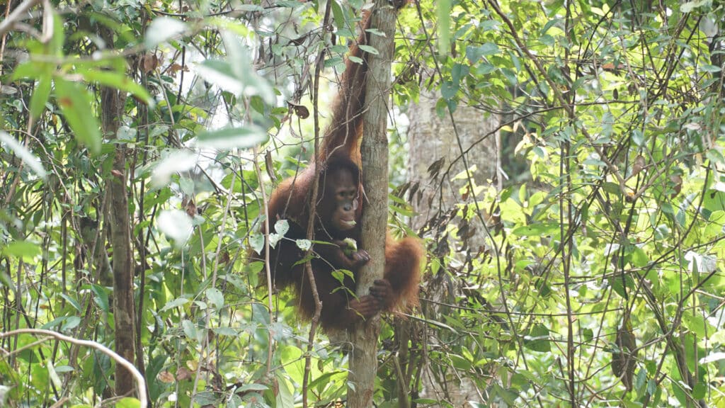 Orang-Utan-Uru klettert auf einen Baum