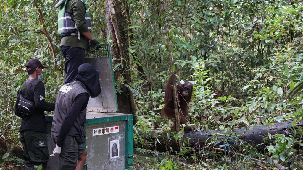 Orang-Utan Ben bei der Käfigöffnung