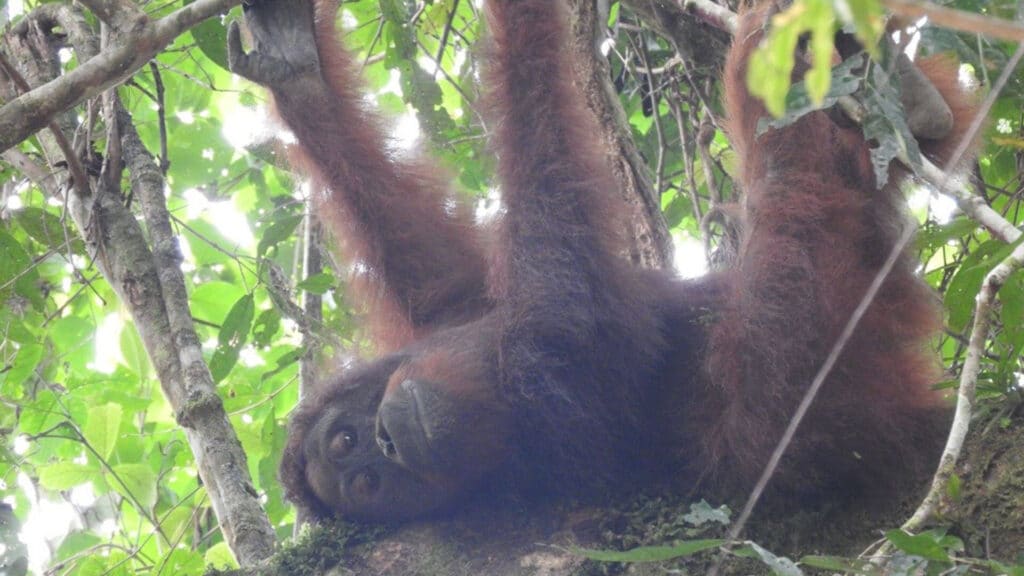 Orang-Utan-Männchen hängt am Baum