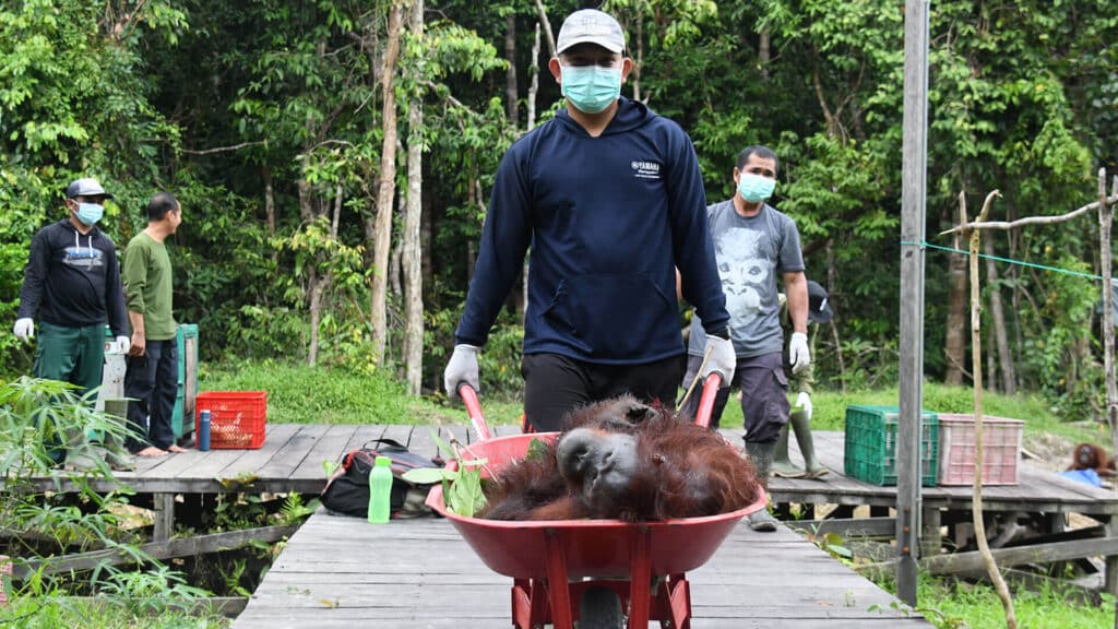 Pfleger transportiert einen Orang-Utan mit Schubkarre