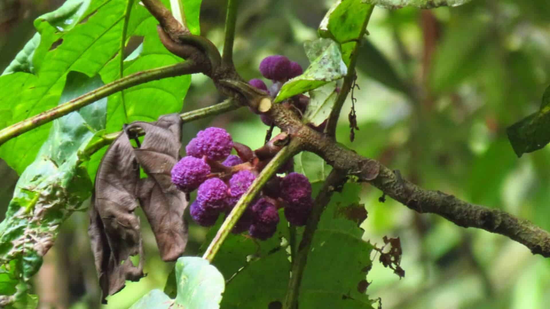 Mahang oder Macaranga Pflanze