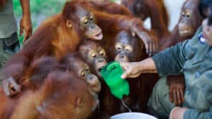Orang-Utans trinken Milch in der Waldschule