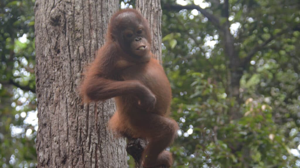 Orang-Utan-Temon hängt an einem Baum