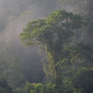 Regenwald Luftaufnahme