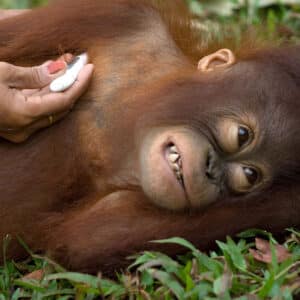 Orang-Utan beim Fiebermessen