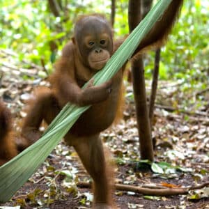 Orang-Utan- Baby in der Hängematte