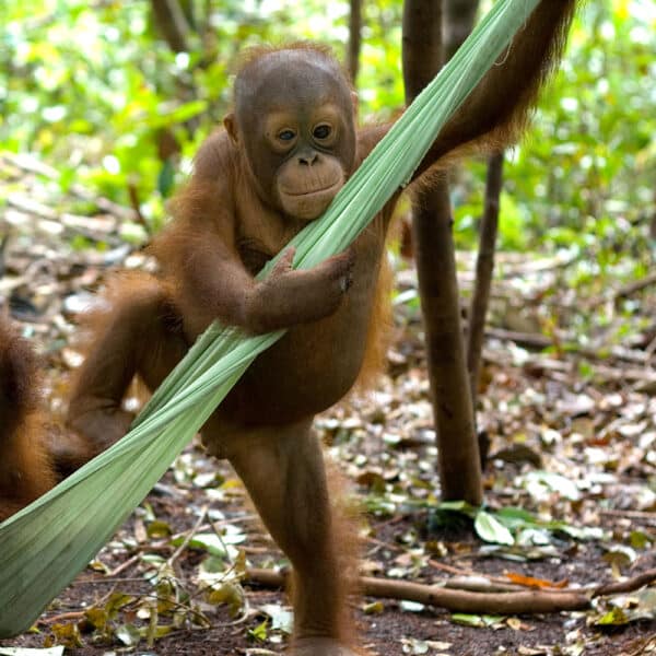 Orang-Utan- Baby in der Hängematte