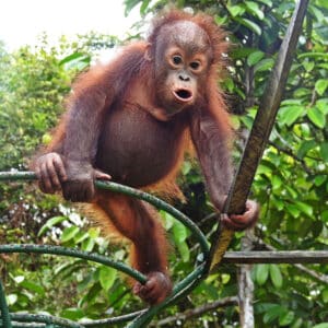 Orang-Utan Ecky auf dem Spielplatz Weihnachten