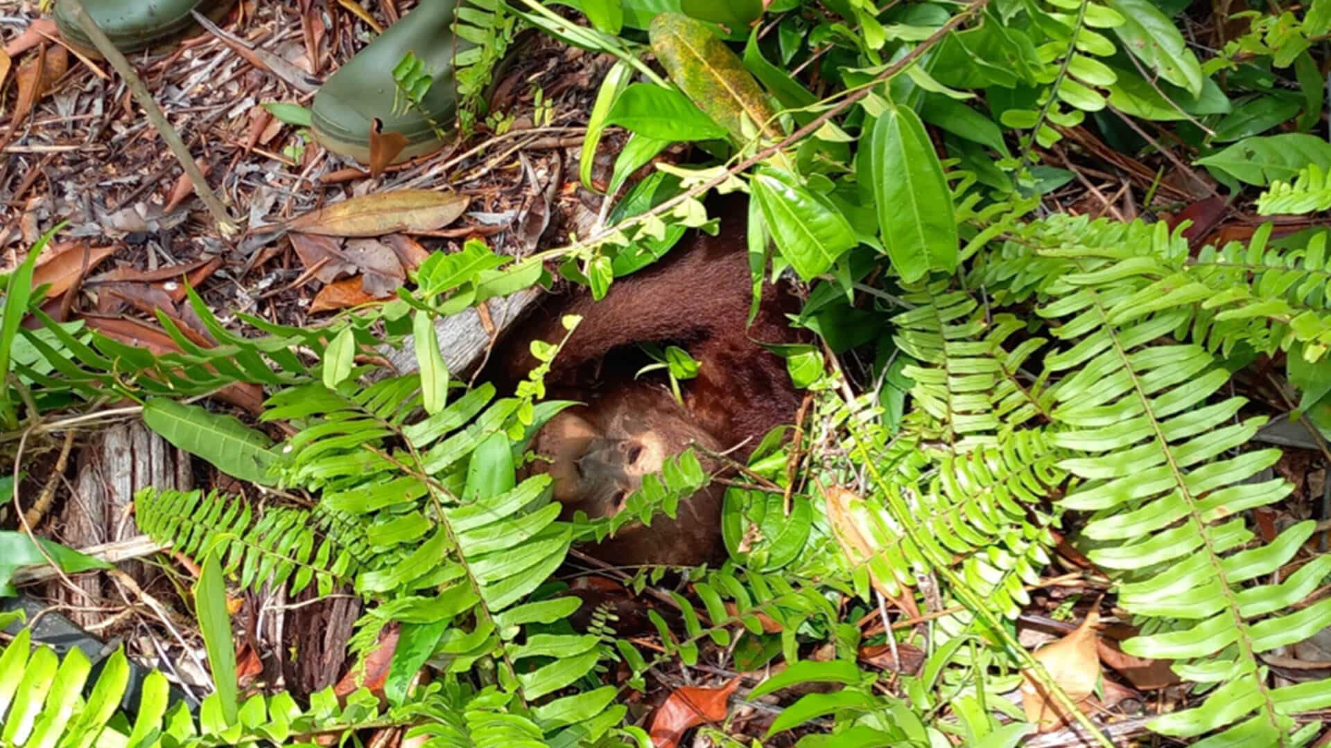 Orang-Utan Bumi versteckt sich in der BOSF Waldschule