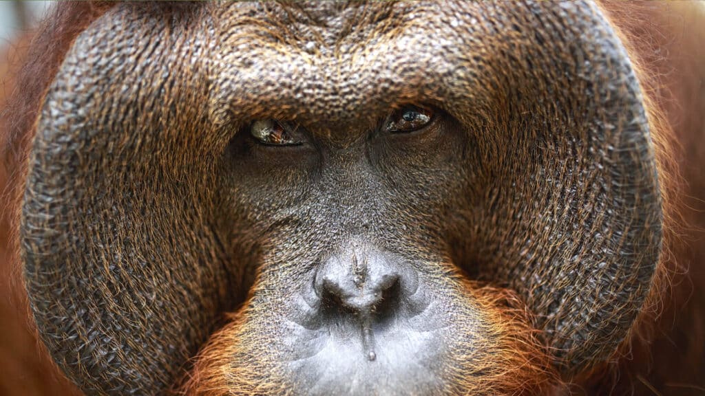 Gesicht vom Orang-Utan-Männchen