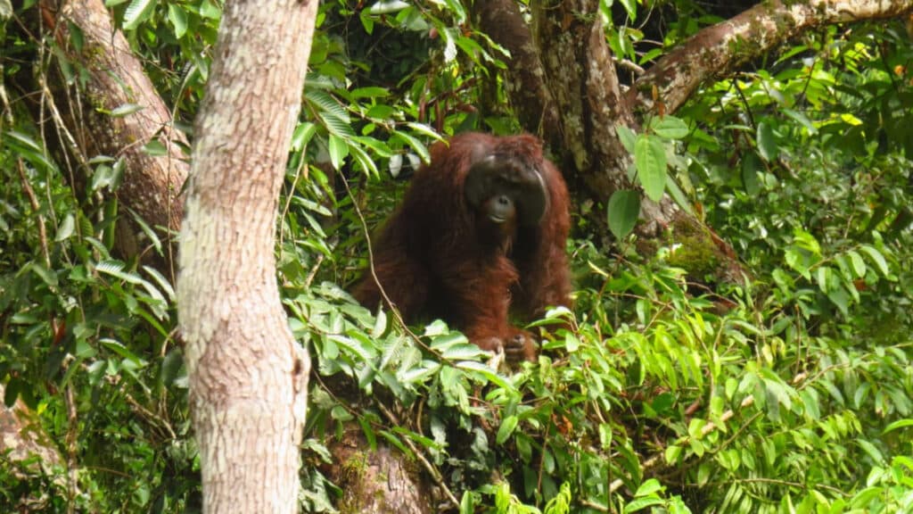 orang-utan Agus im Wald von Kehje Sewen