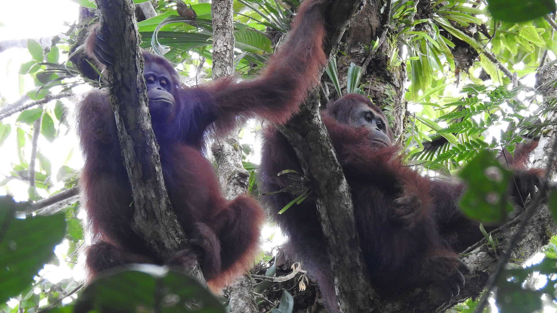 Orang-Utans hängen an einem Baum
