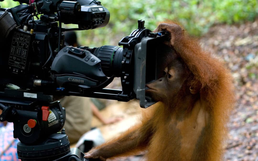 Neues aus der Oran­gutan Jungle School