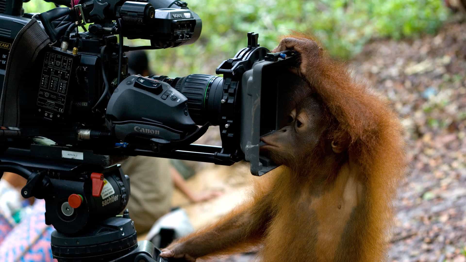 Orang-Utan Baby blickt in Fernsehkamera