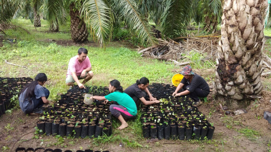 Baumschule mit Setzlingen in Sabah