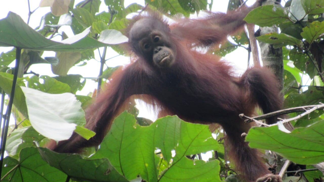 Orang-Utan-Baby Ayu beobachtet von einem Baum