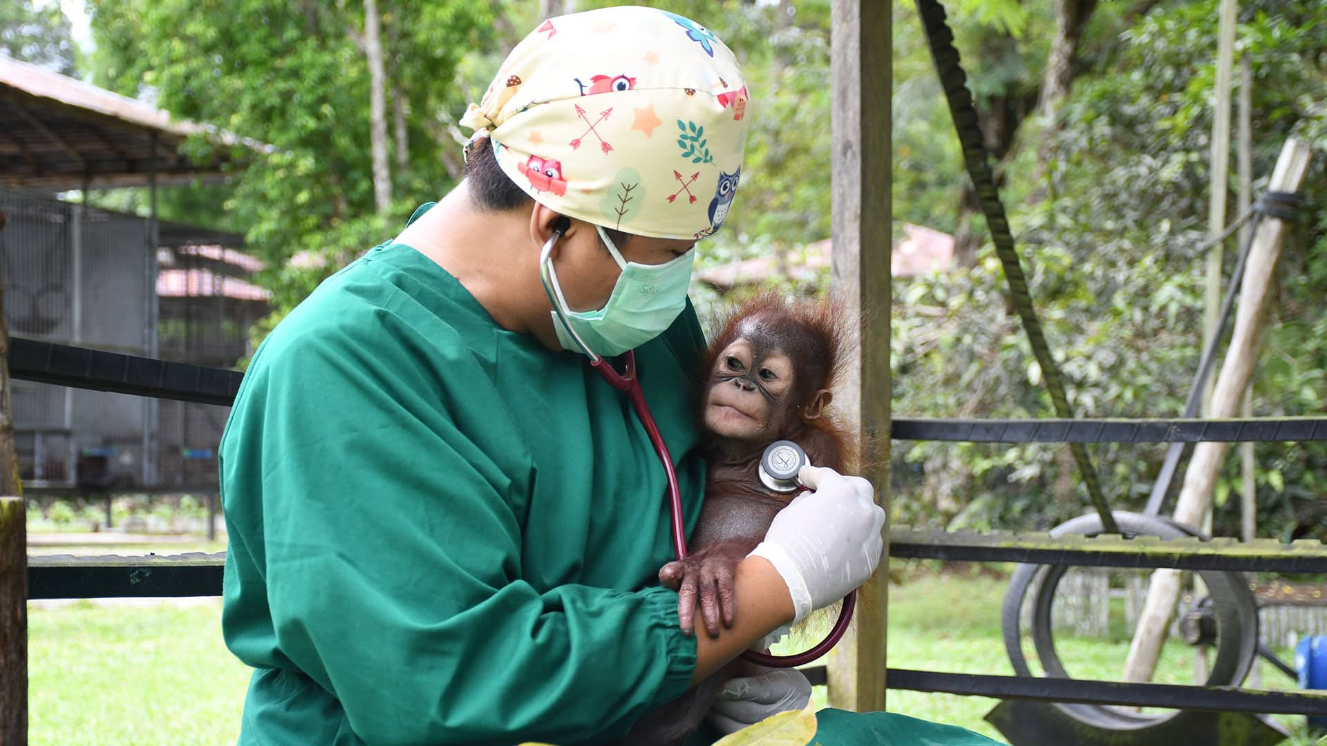 Tierarzt Arga, bekannt aus Orangutan Jungle School untersucht Orang-Utan-Baby