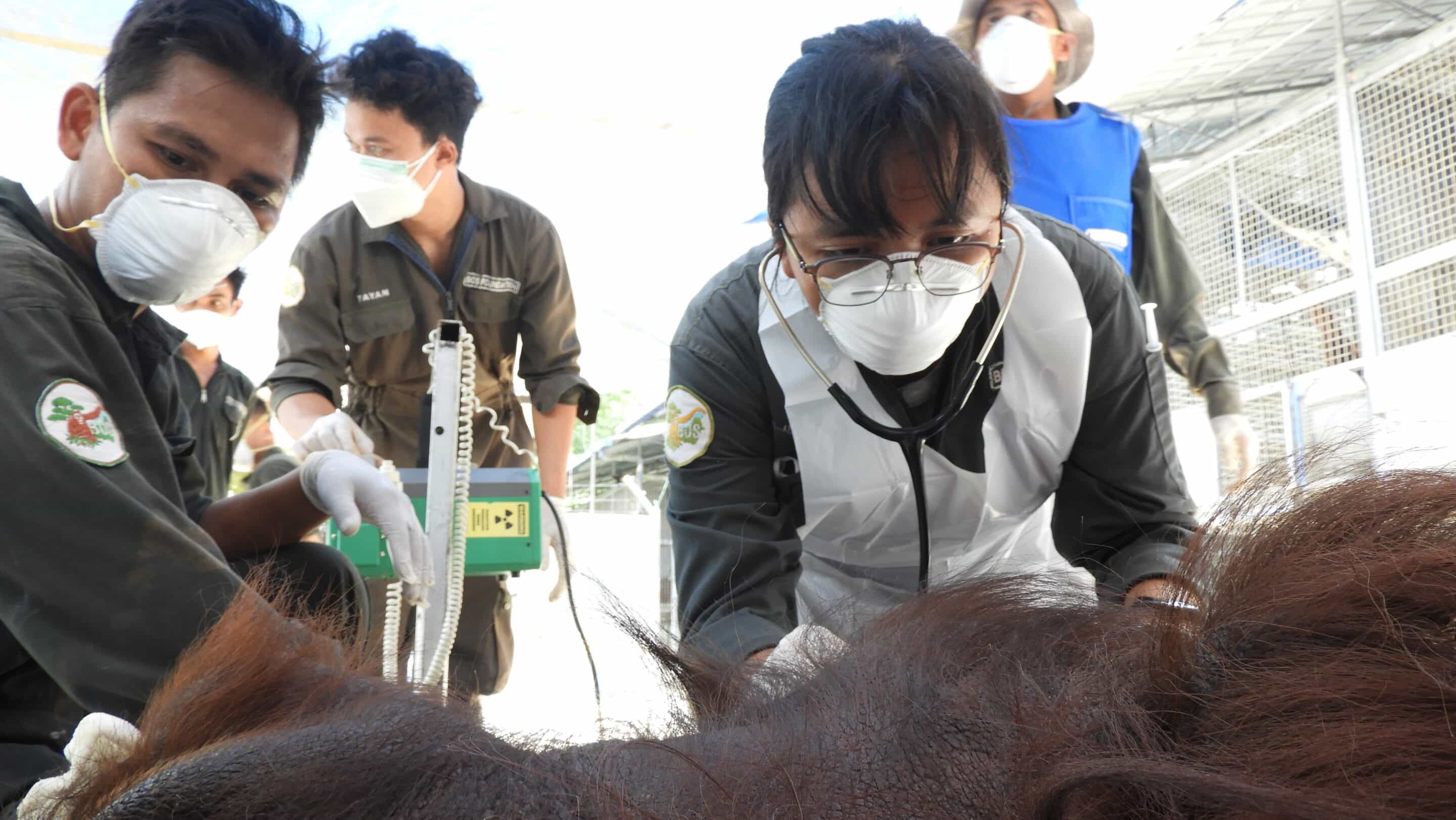 Tierärzte im BOS Rettungszentrum untersuchen Orang-Utan