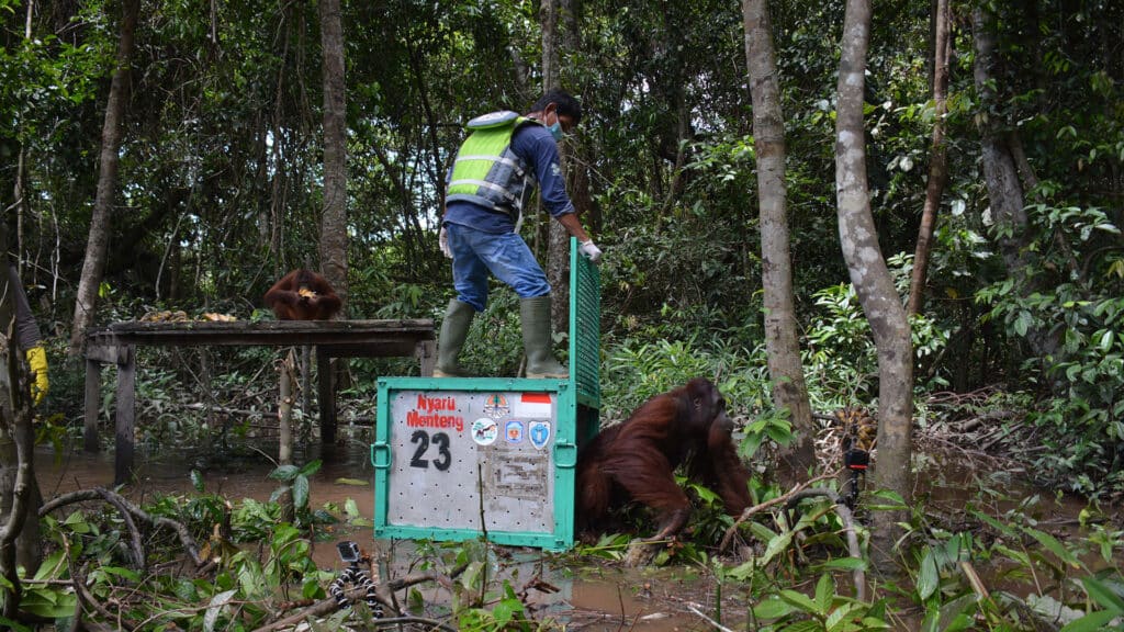 Orang-Utan wird auf Vorauswilderungsinsel aus der Transportbox entlassen