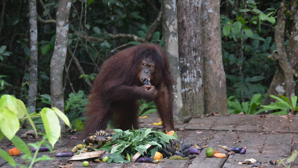 Orang-Utan holt Obst und Gemüse auf der Fütterungsplattform einer Vorauswilderungsinsel