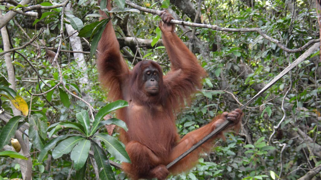 Orang-Utan Dilla im Regenwald auf Salat Island. Sie kann nicht ausgewildert werden