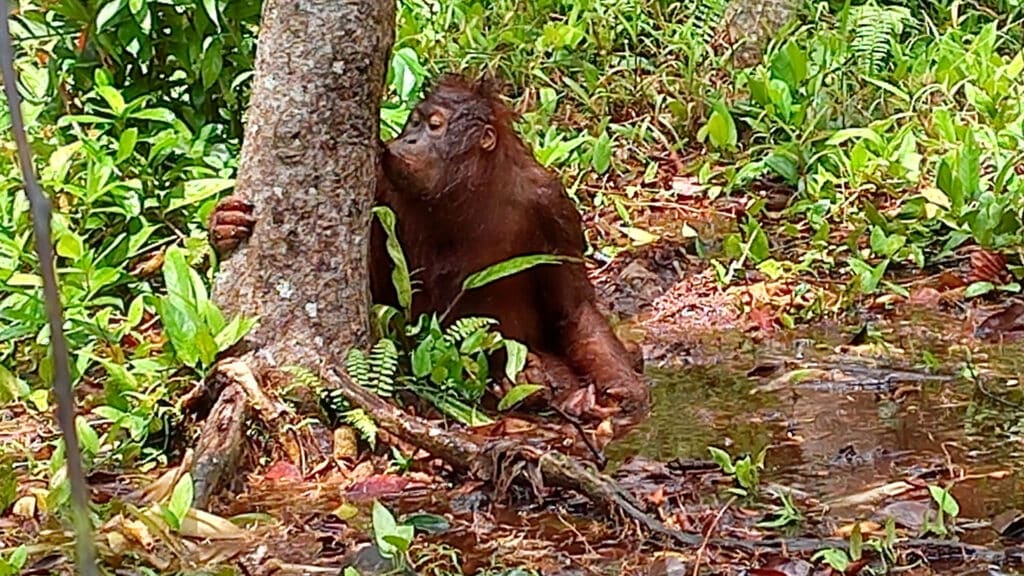 Orang-Utan-Waldschüler Monte spielt in der Schlammpfütze