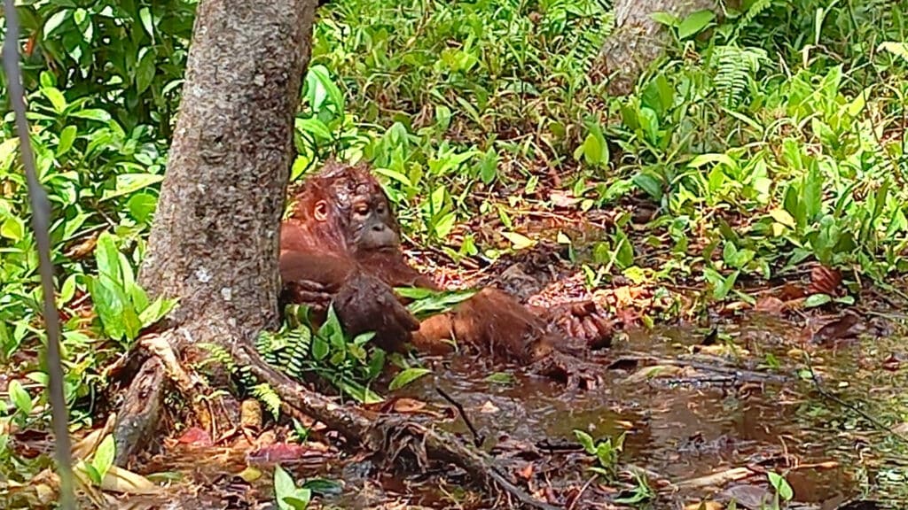 Orang-Utan-Waldschüler Monte sucht Abkühlung bei einem Pfützen-Schlammbad