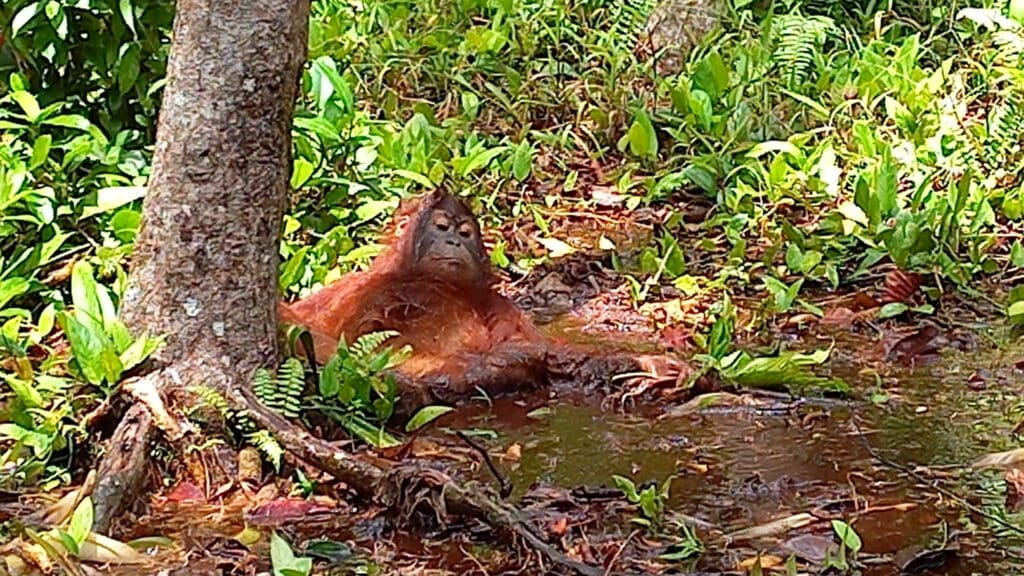 Orang-Utan-Waldschüler Monte liegt entspannt in der Schlamm-Pfütze