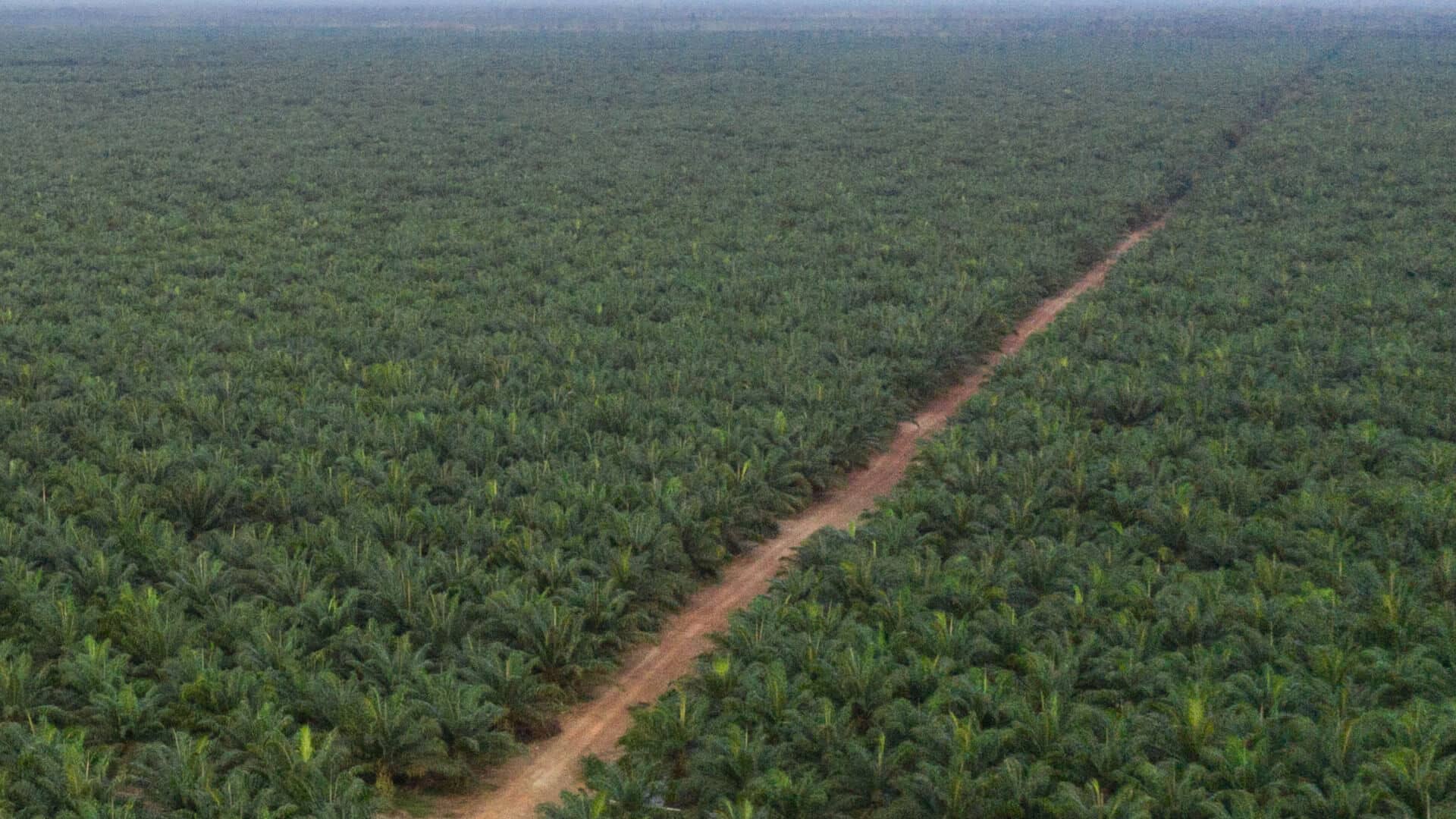 Luftaufnahme Palmölplantage, Ölpalmen