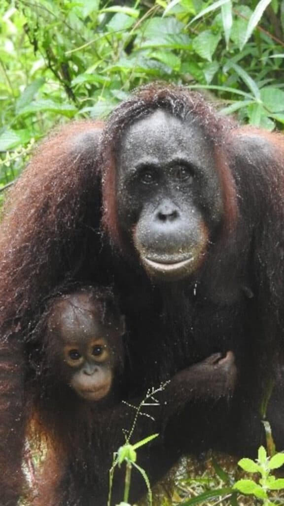 Orang-Utan-Mutter mit ihrem Baby