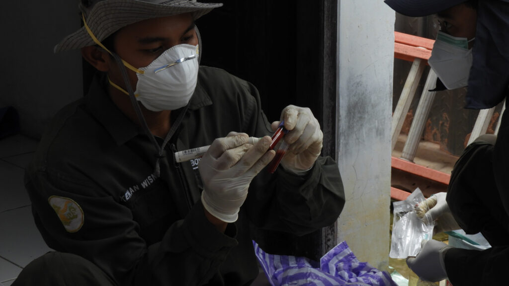 Tierarzt entnimmt Orang-Utan Blutprobe beim Checkup
