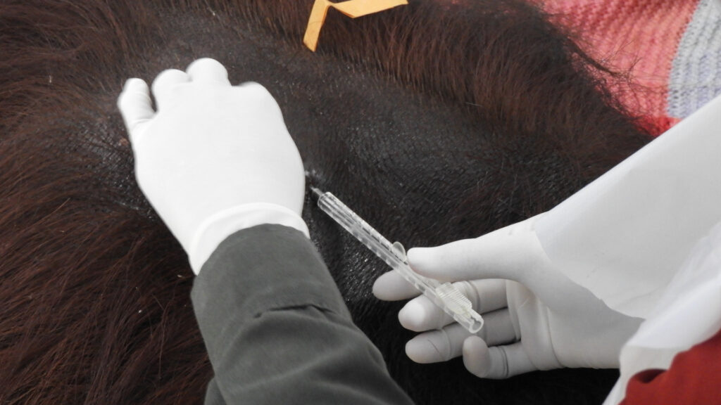 Tierarzt setzt Spritze beim Checkup der Orang-Utans