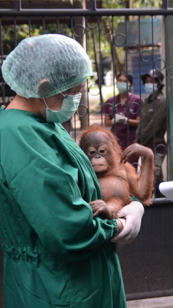 Orang-Utan-Baby Iqo bei ihrer Ankunft