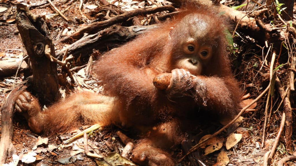 Orang-Utan-Baby Iqo isst Knollen