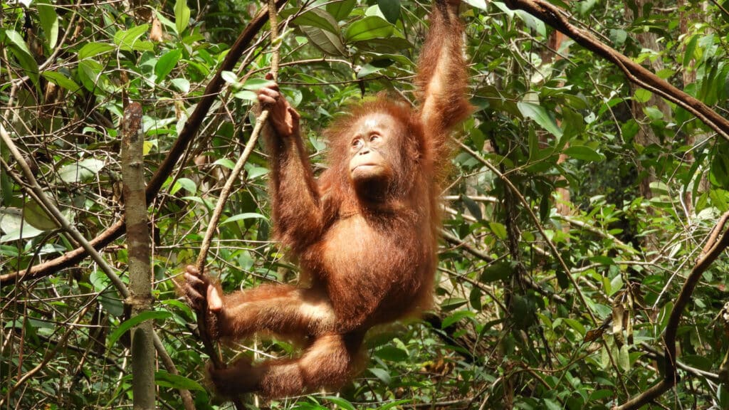 Orang-Utan-Baby hängt an Bäumen herum