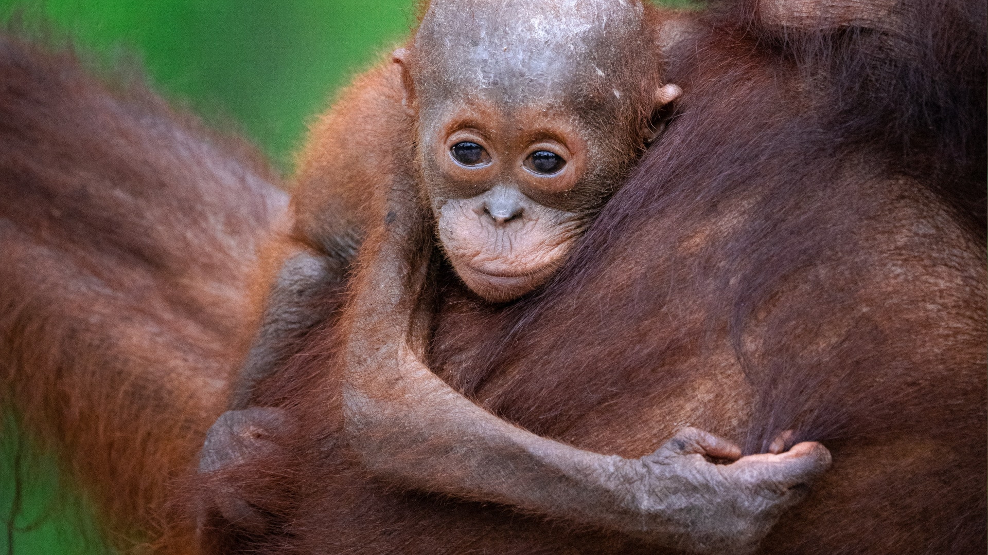Ein Orang-Utan-Baby hält sich an der Mutter fest