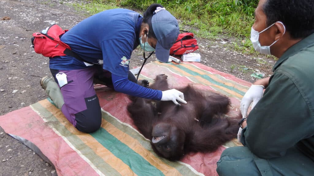 Orang-Utan-Weibchen Siti wird bei ihrer Rettung untersucht