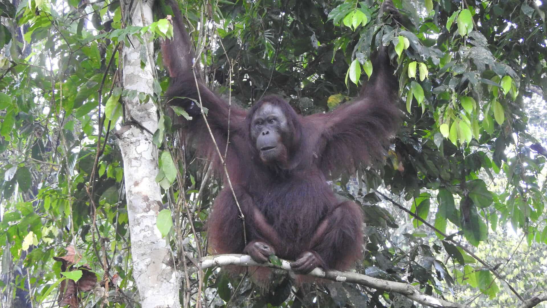 Orang-Utan-Weibchen Siti am Baum
