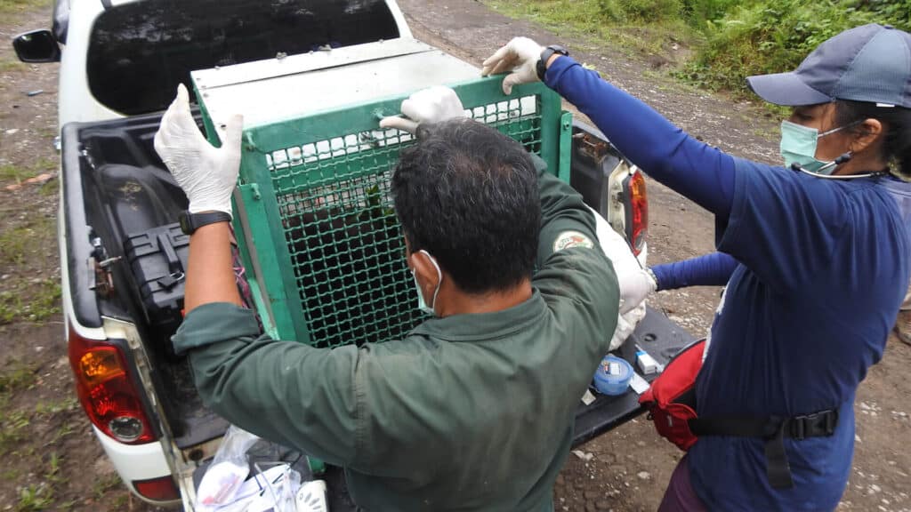 Orang-Utan-Weibchen Siti wird zum Rettungszentrum Samboja Lestari transportiert
