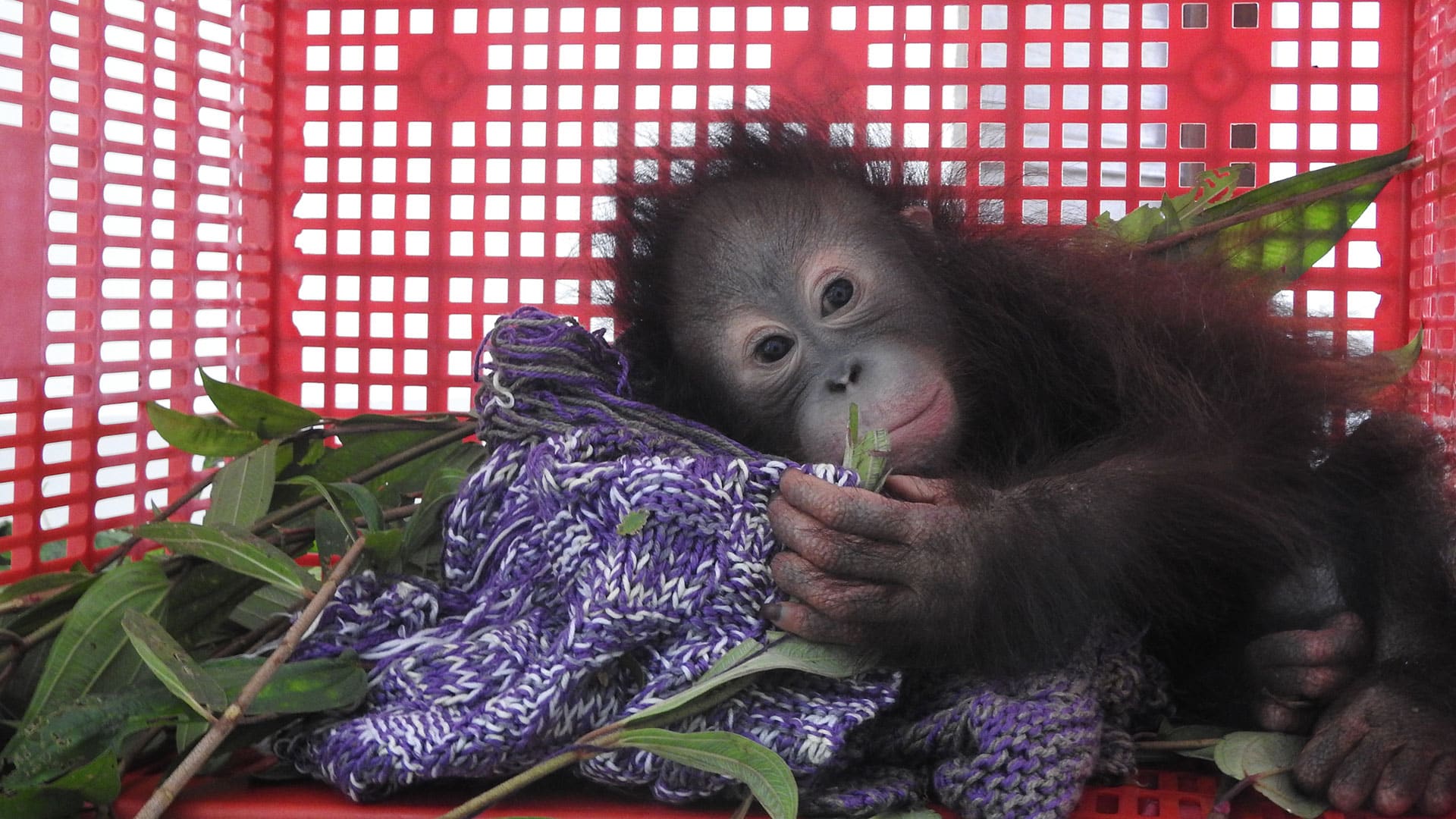 Gerettetes Orang-Utan Baby hat sich das Bein gebrochen. Liegt traurig im Schlafkorb