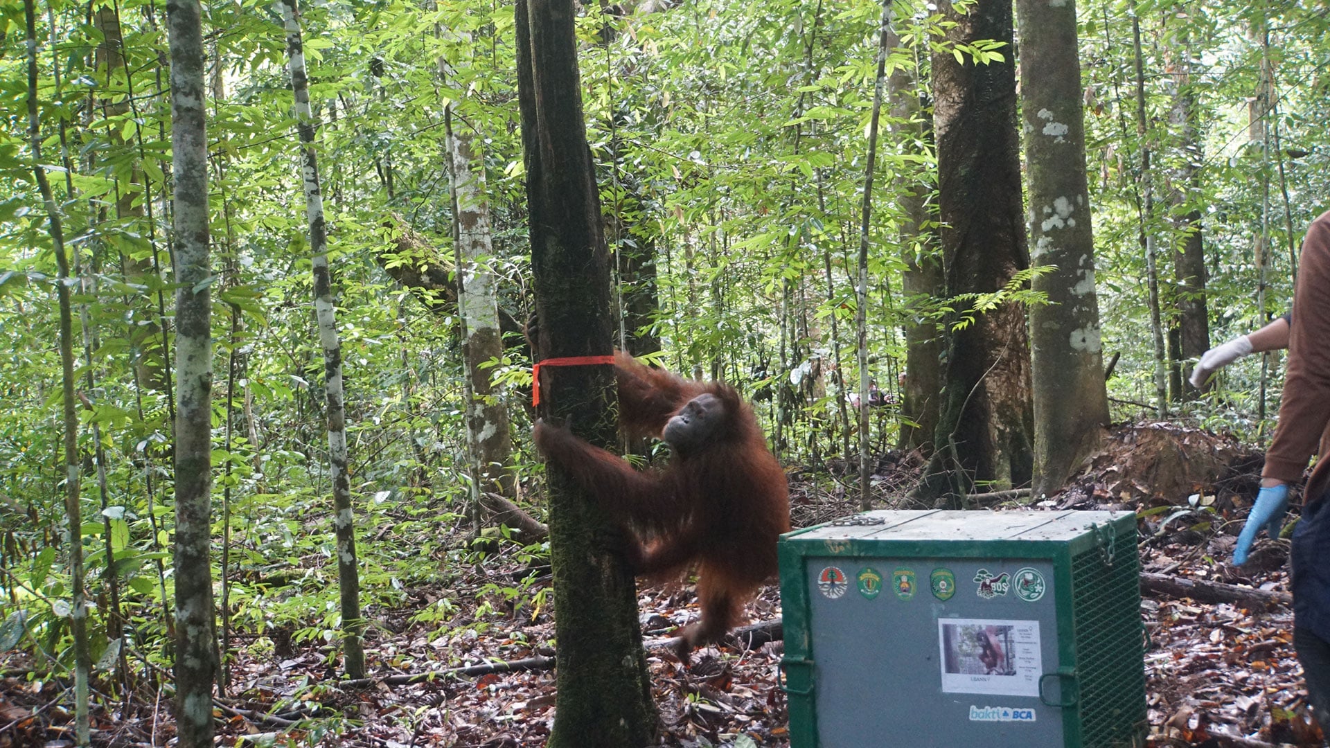 Orang-Utan Leann erklimmt nach Auswilderung einen Baum im Regenwald