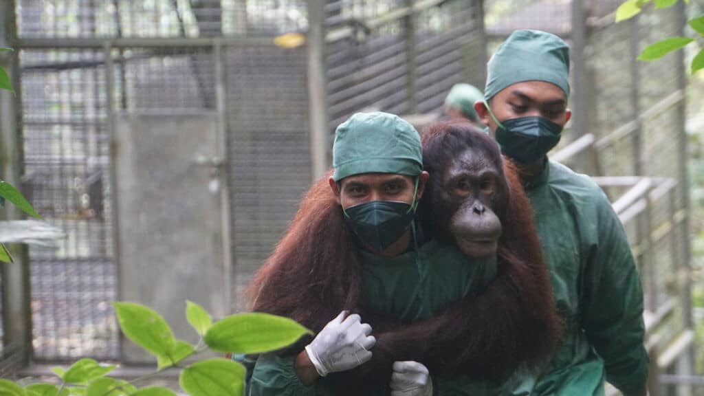 Tierarzt trägt sedierten Orang-Utan huckepack zur Untersuchung