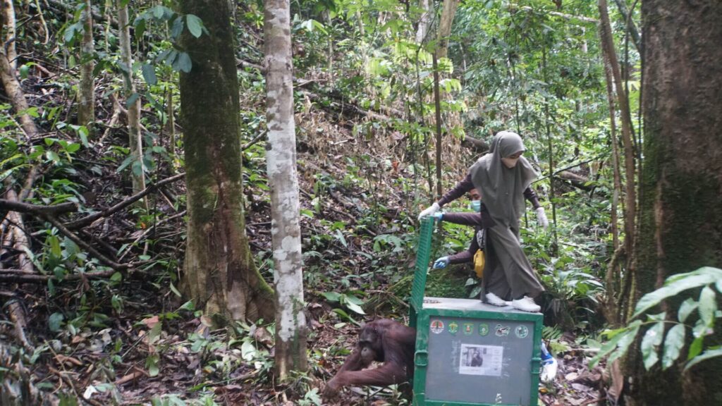 Orang-Utan Mayer verlässt im Regenwald seine Transportbox