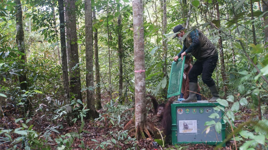 Orang-Utan Elaine verlässt im Regenwald die Transportbox