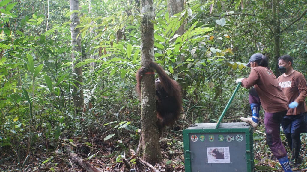 Orang-Utan Andreas klettert nach der Auswilderung auf einen Baum