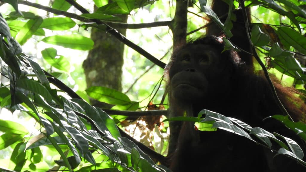 Orang-Utan Riana blickt versonnen in die Baumkronen