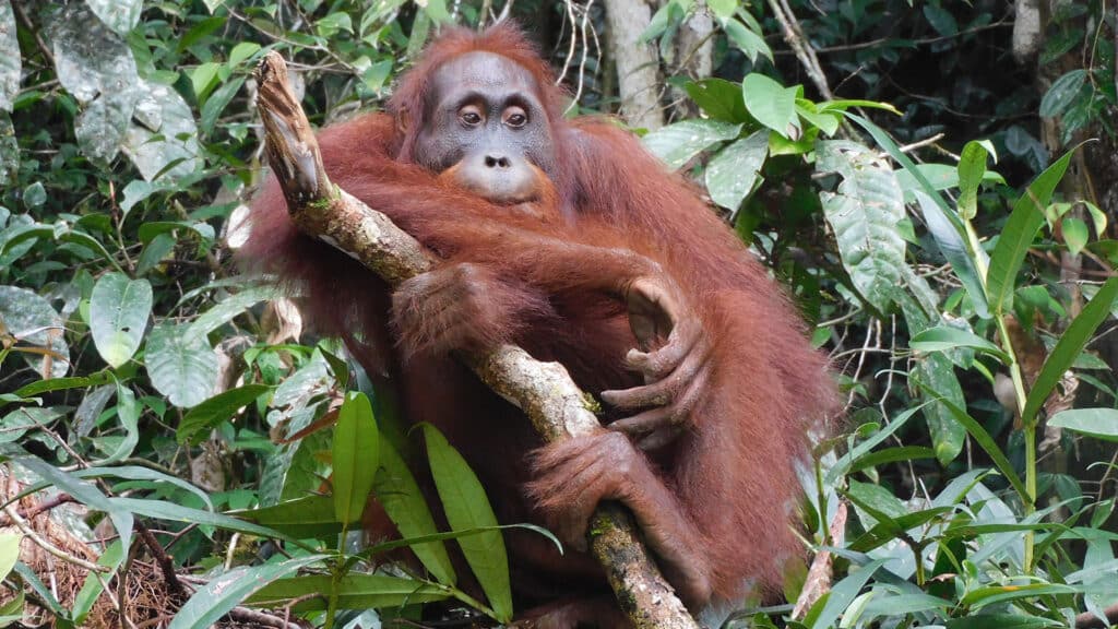 Borneo-Orang-Utan Ben im Nationalpark Bukit Baka Bukit Raya