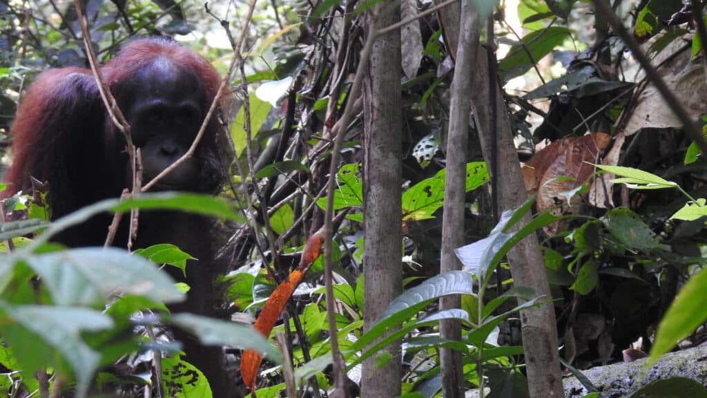 Borneo-Orang-Utan Ben durchstreift den Regenwald Bukit Baka Bukit Raya